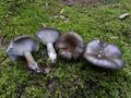 Hygrophorus camarophyllus